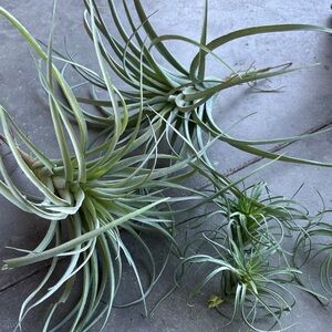 Artificial Air Plant Decorations